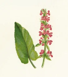 Betonica Officinalis